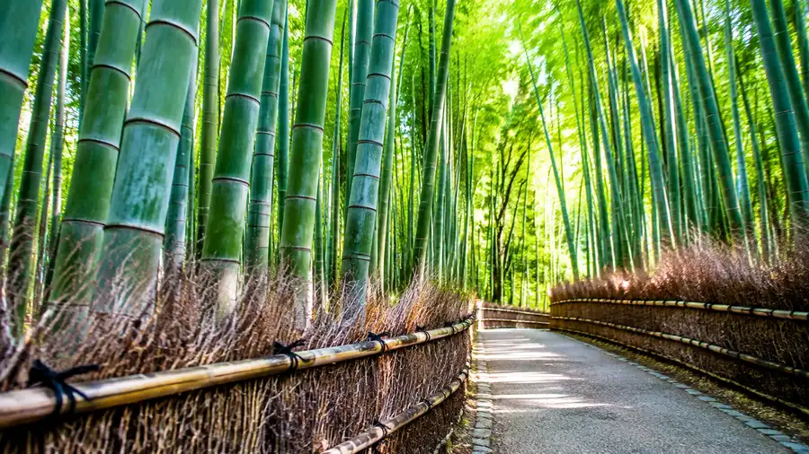 Arashiyama Bamboo Forest Itinerary: Plan Your Visit & Transport