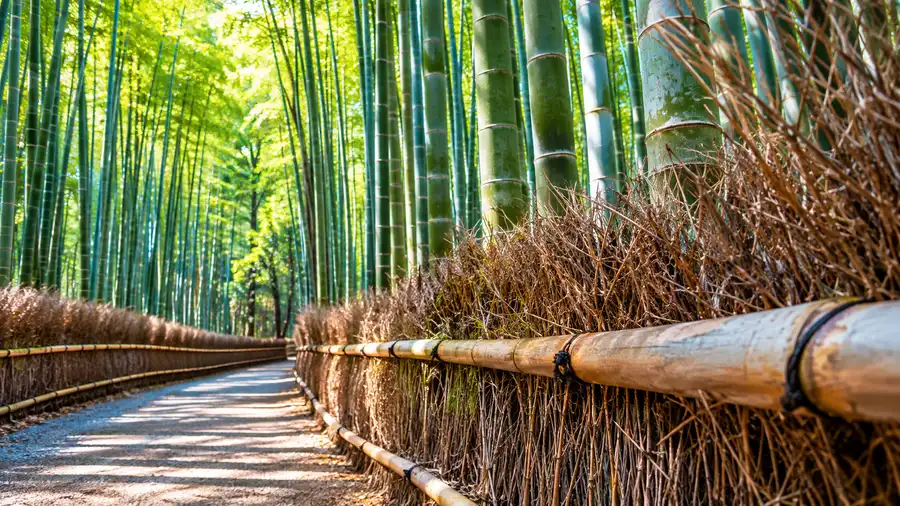 Beyond the Bamboo: Things to Do in Arashiyama