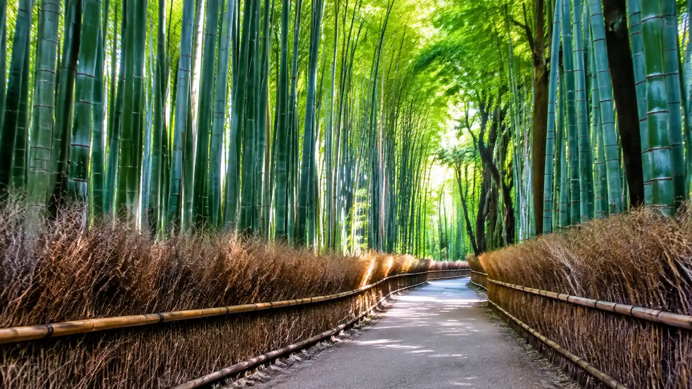 Beyond the Bamboo: Things to Do in Arashiyama