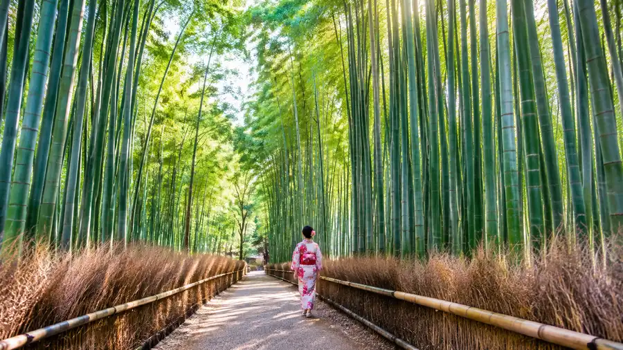 Beyond Arashiyama: Other Bamboo Forests in Japan
