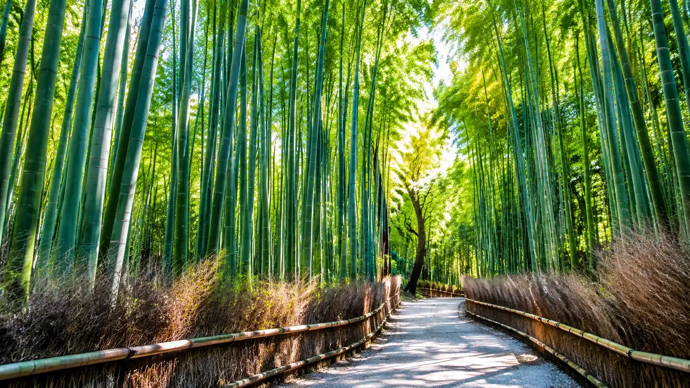 Beyond Arashiyama: Other Bamboo Forests in Japan